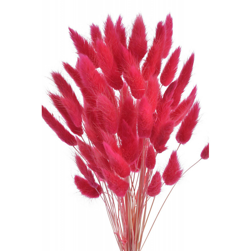 Lagurus paczka..ok 65cm..ok60szt główek/paczka