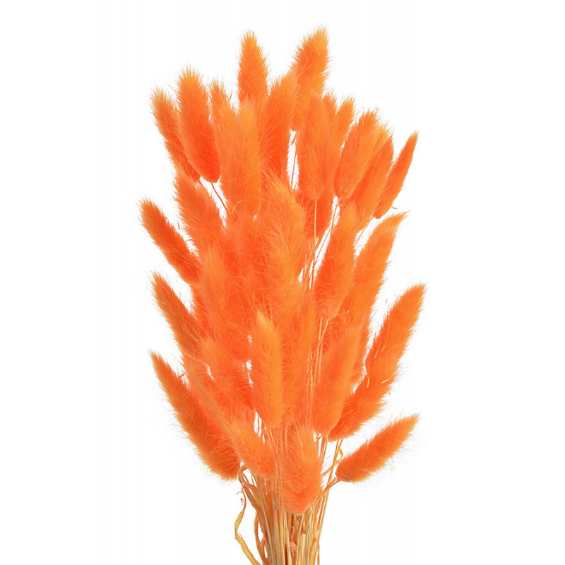 Lagurus paczka..ok 65cm..ok60szt główek/paczka