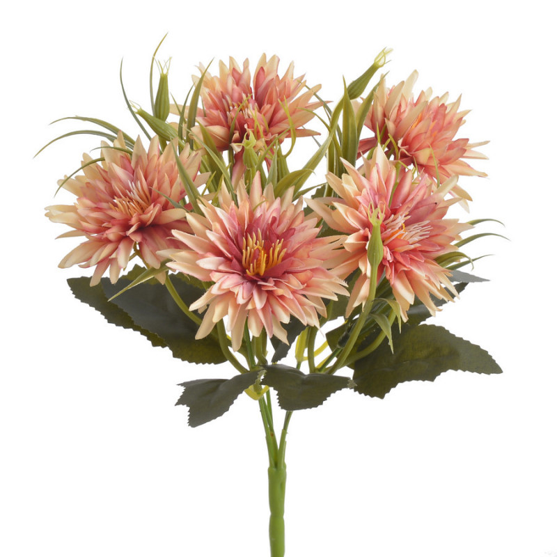 Złocień ogrodowy x5..30cm