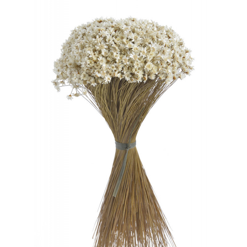 Glixia ( tempo grass ) - susz