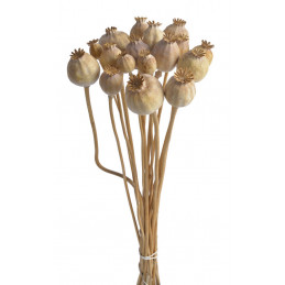 Makówka na łodydze 100g-pacz..45cm - susz dekoracyjny