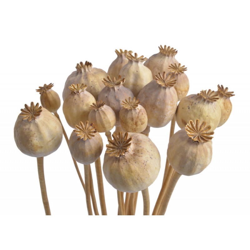 Makówka na łodydze 100g-pacz..45cm - susz dekoracyjny