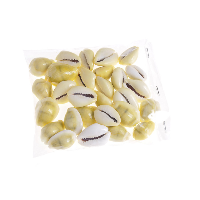 Muszle Cyprea moneta LUX (100g)_2,5-3cm