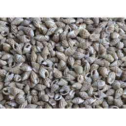 Kakka mukku -muszle..0,5-1cm - 1 kg