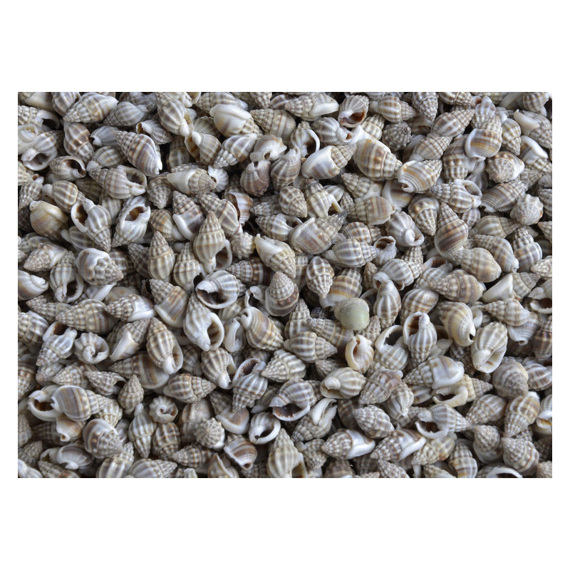 Kakka mukku -muszle..0,5-1cm - 1 kg