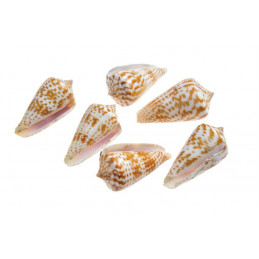 Valai Poo - muszle..4-5cm..1 kg