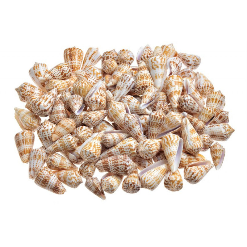 Valai Poo - muszle..4-5cm..1 kg