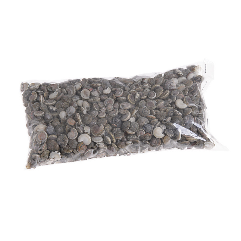 Muszle Umbonium black - mix 250g