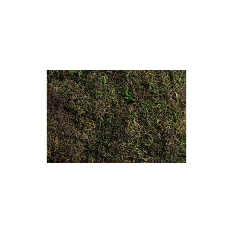 Mech stabilizowany Flat moss..100g