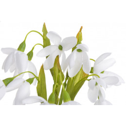 Przebiśnieg 6szt-pęczek..22cm