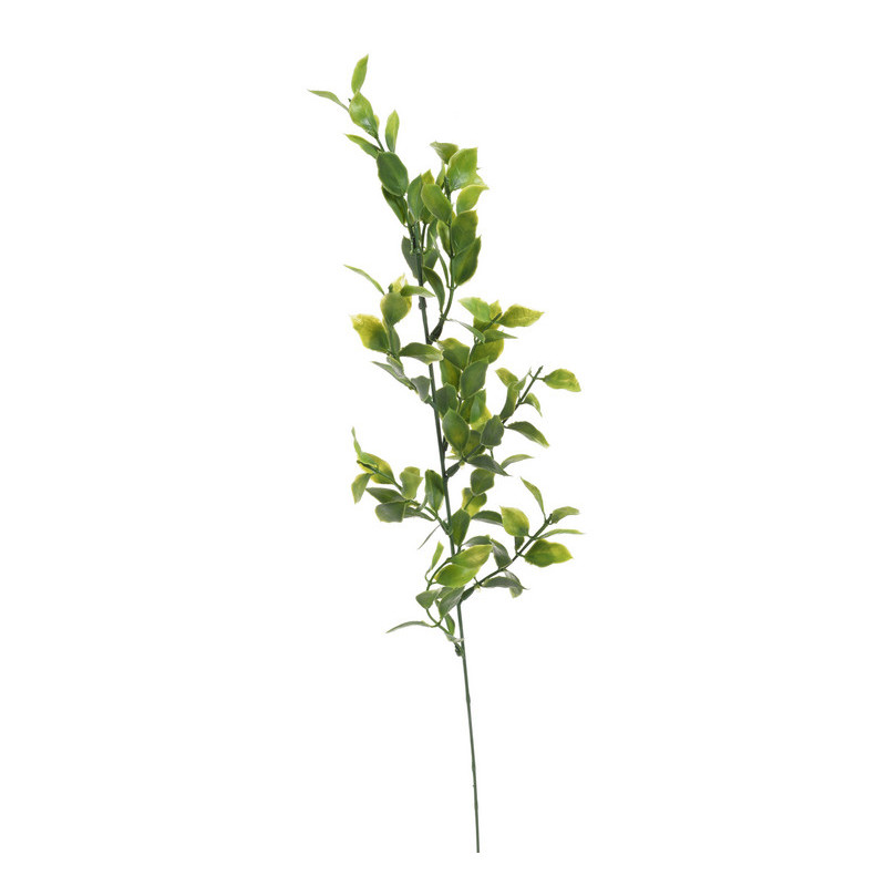 Ruscus pik 6szt/pęczek..60cm