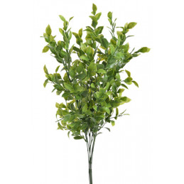 Ruscus pik 6szt/pęczek..60cm