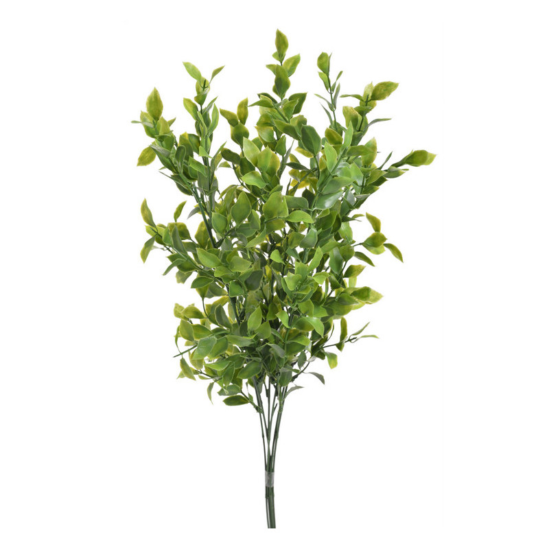 Ruscus pik 6szt/pęczek..60cm