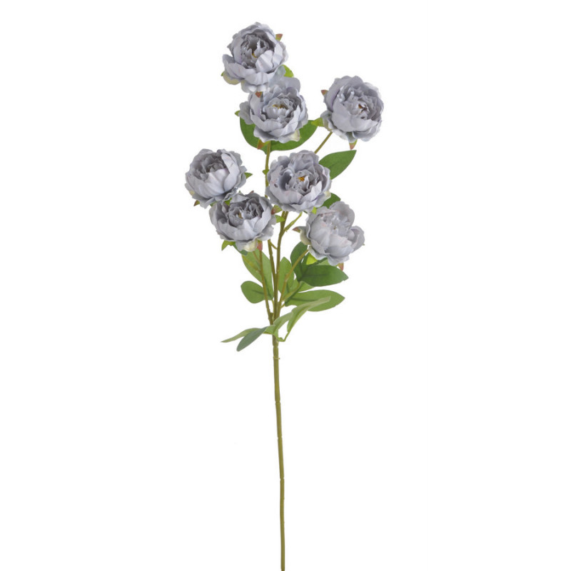 Piwonia chińska x7 gałązka..72cmH