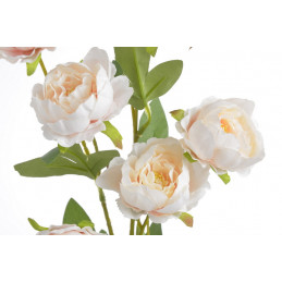 Piwonia chińska x7 gałązka..72cmH