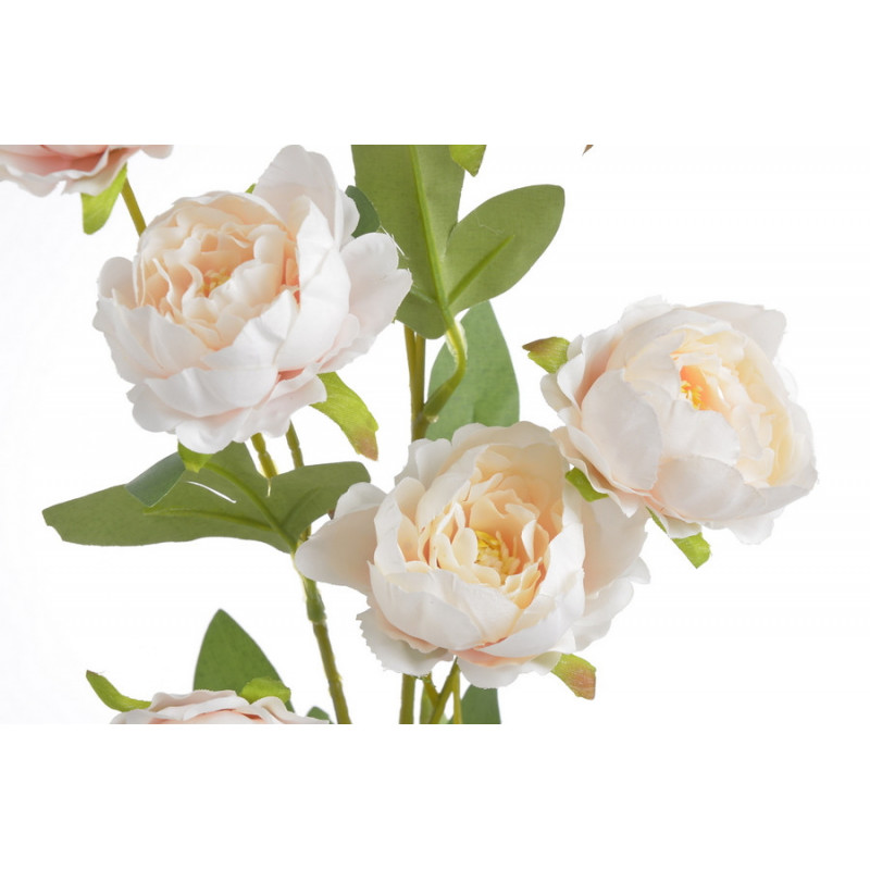 Piwonia chińska x7 gałązka..72cmH