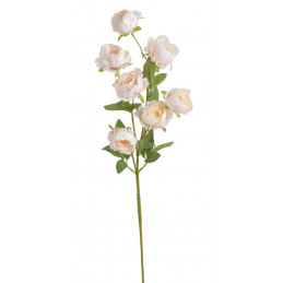 Piwonia chińska x7 gałązka..72cmH