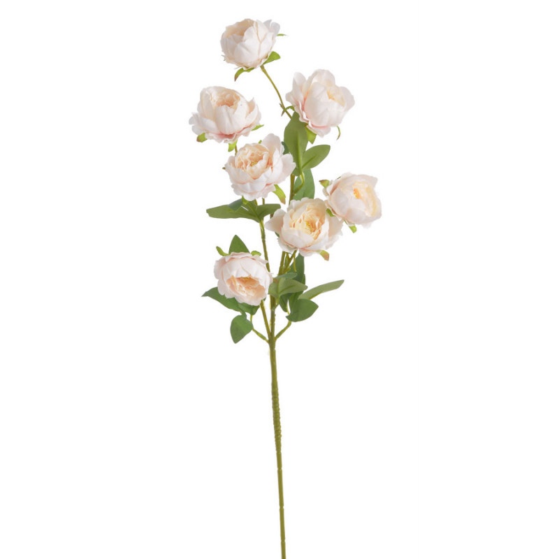 Piwonia chińska x7 gałązka..72cmH