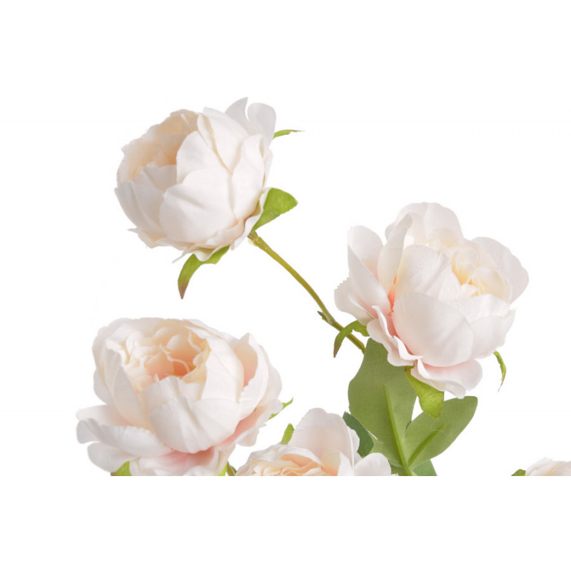 Piwonia chińska x7 gałązka..72cmH