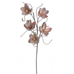 Magnolia x5 103 cm - kwiat...