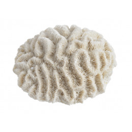 Koralowiec - sztuczna ozdoba..17cmL x 15cmW x 8cmH