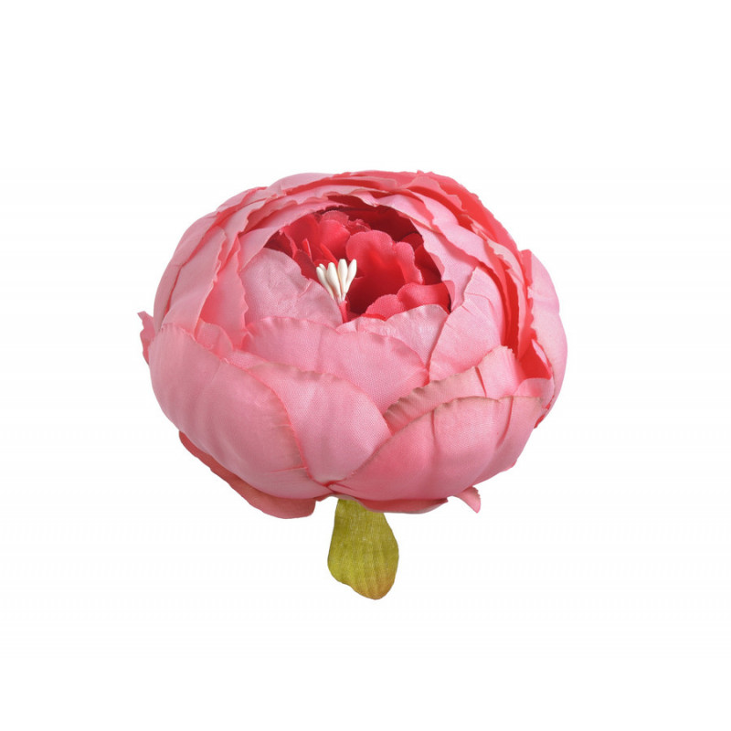 Piwonia główka...7 cm... 6szt/paczka