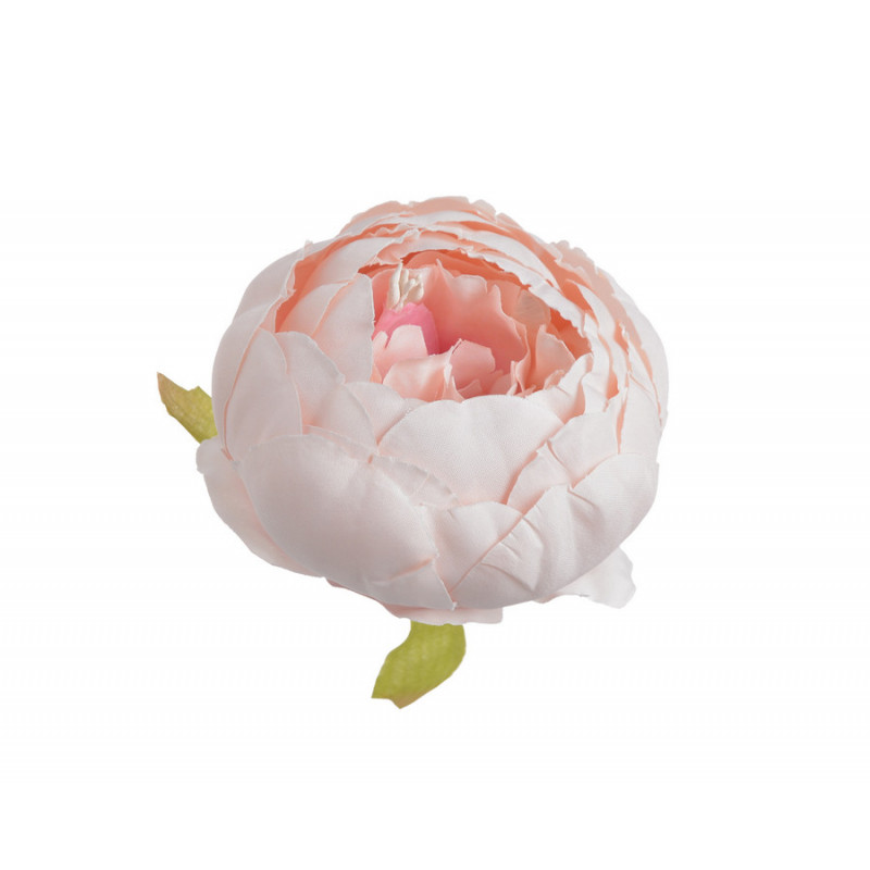 Piwonia główka...7 cm... 6szt/paczka