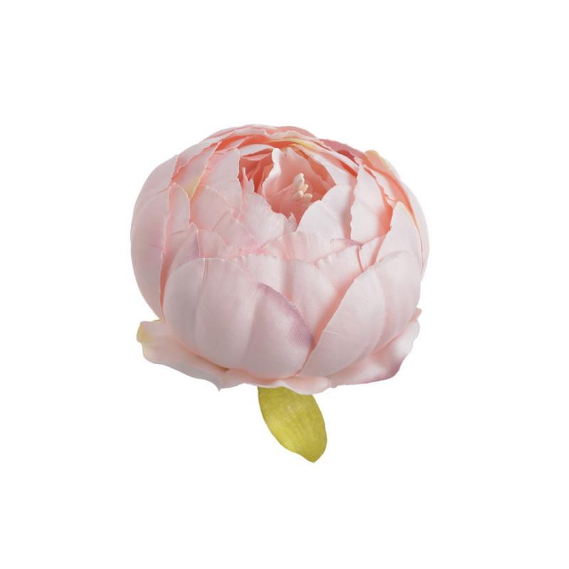 Piwonia główka...7 cm... 6szt/paczka