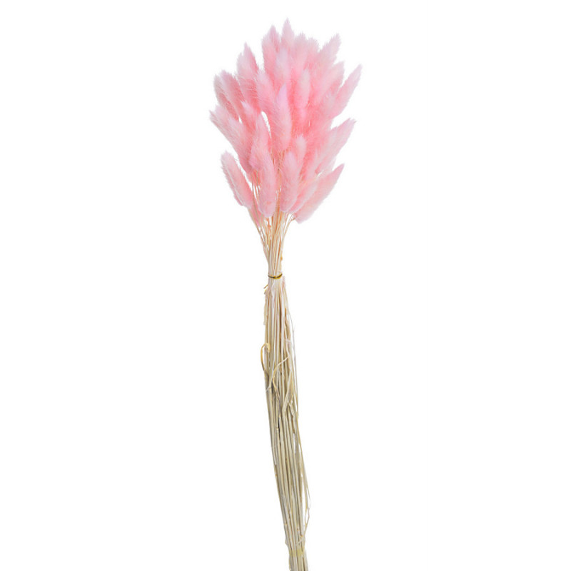 Lagurus paczka..ok 65cm..ok60szt główek/paczka