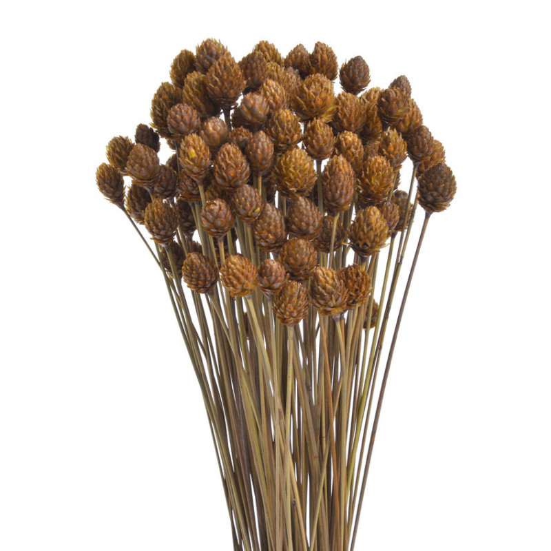 Pimentinha pacz/80g..60-65cm