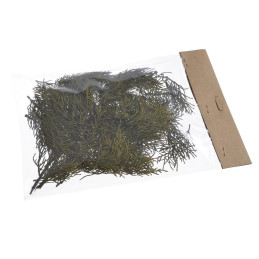 Stabilizowane gałązki cyprysa -  Cypressus 50g-paczka  - susz preparowany