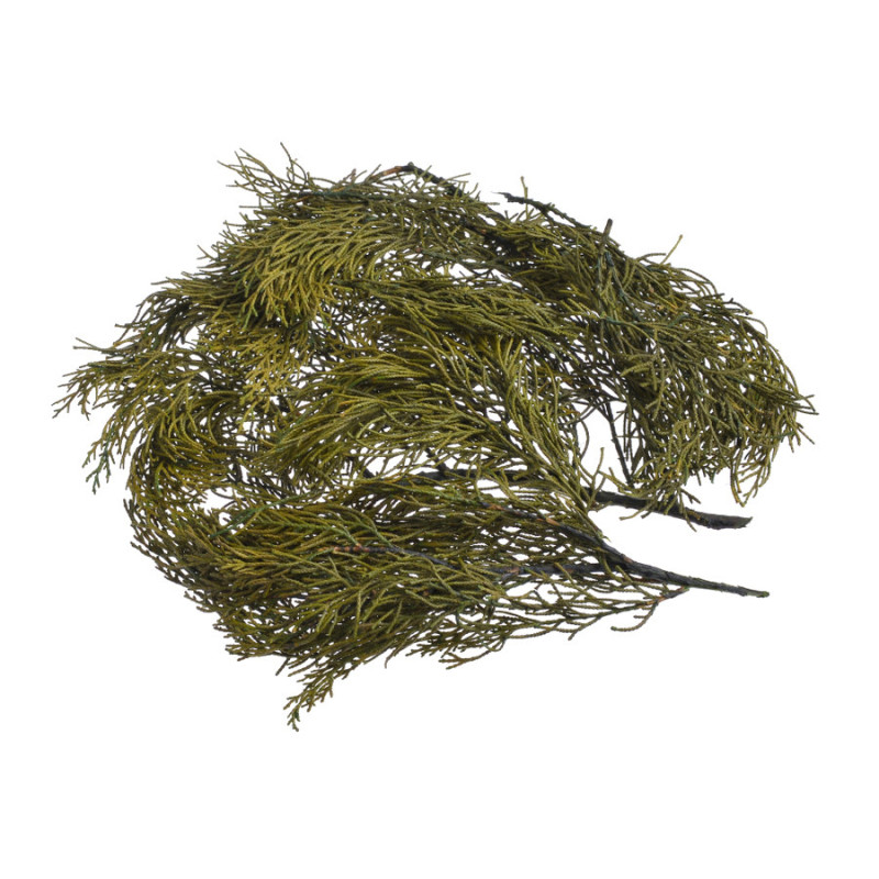 Stabilizowane gałązki cyprysa -  Cypressus 50g-paczka  - susz preparowany