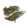 Stabilizowane gałązki cyprysa -  Cypressus 50g-paczka  - susz preparowany