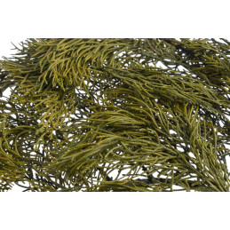 Stabilizowane gałązki cyprysa -  Cypressus 50g-paczka  - susz preparowany