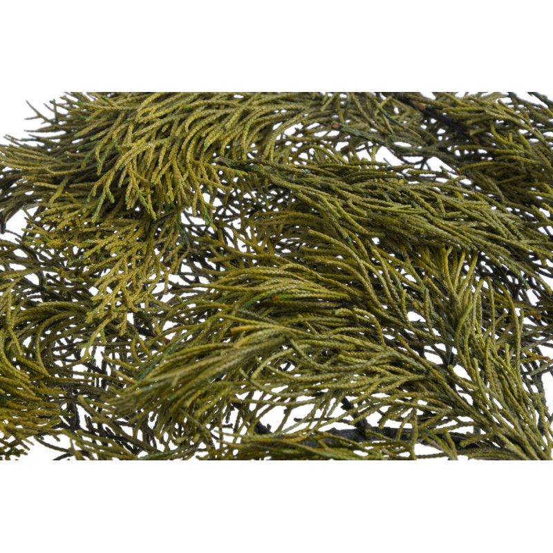 Stabilizowane gałązki cyprysa -  Cypressus 50g-paczka  - susz preparowany