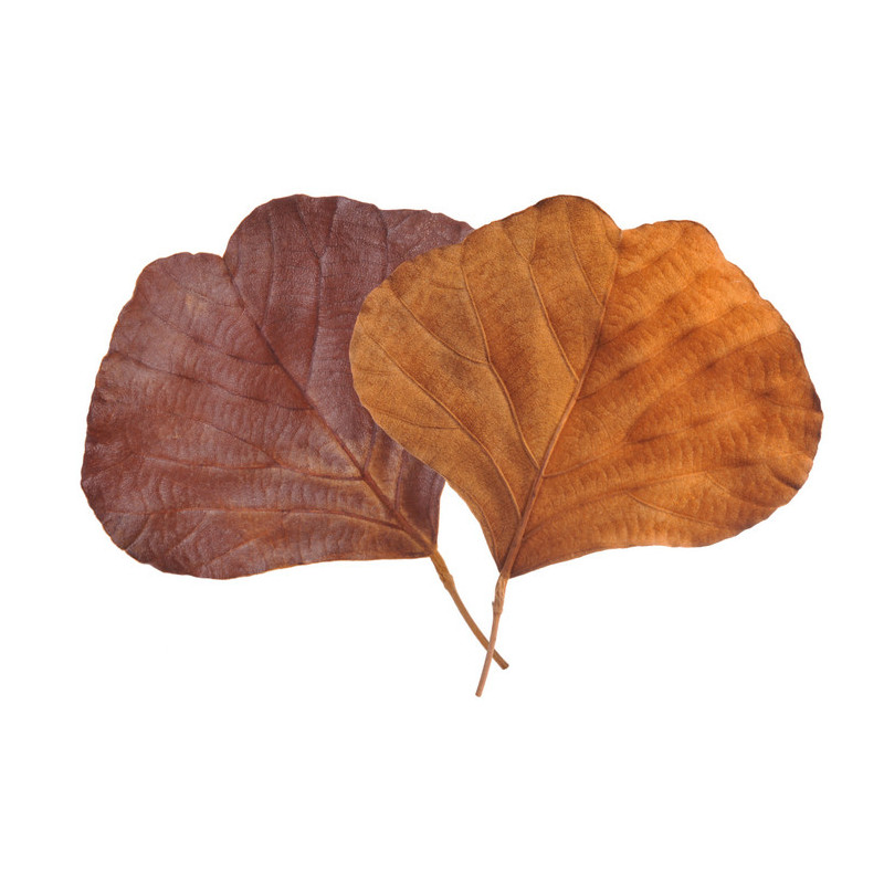 Cobra leaf pre-kol...15-20cm ( liście kobry ) - susz dekoracyjny