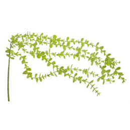 Eukaliptus wiszący 101cm