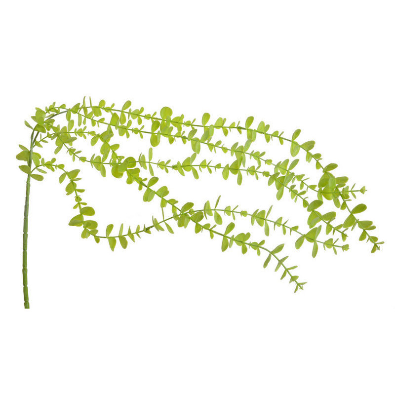 Eukaliptus wiszący 101cm