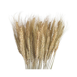 Zboże paczkowane 60 cm NATURA