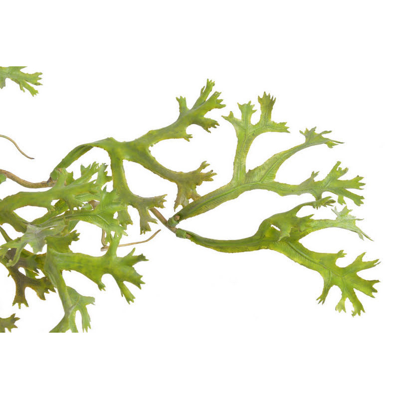 Mini łosie rogi gałązka..100cm - tuczna roślina