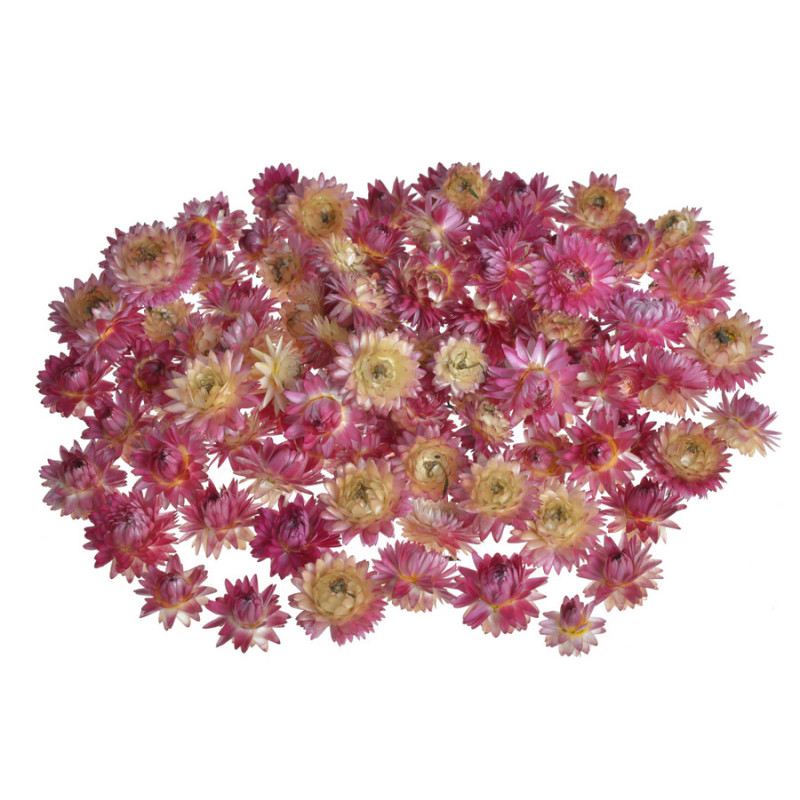 Kocanka główka KOL -suszony kwiat..+- 3cmLx3cmWx2cmH...+-50g