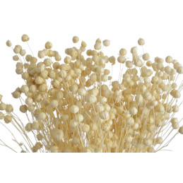 Len biały pęczek...+-55cm