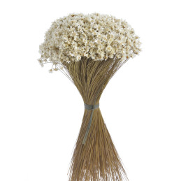 Glixia nat pacz - susz