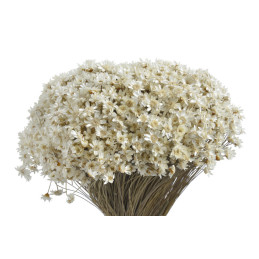 Glixia nat pacz - susz