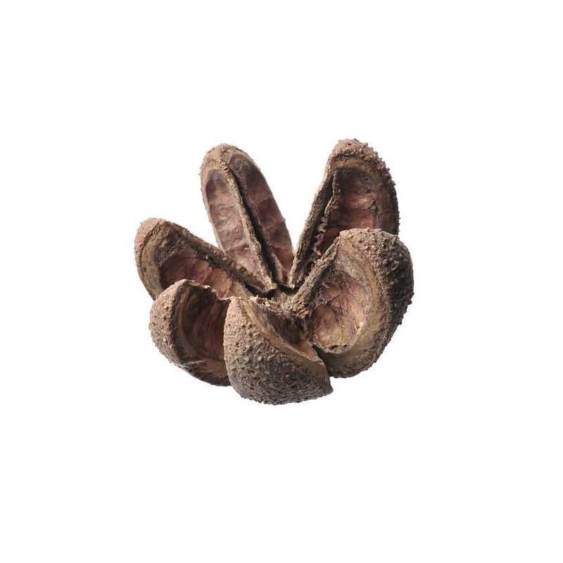 Wild Orange 6-7cm...LUZ - susz dekoracyjny