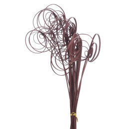 Cane coil kawowy (25szt-pacz)-susz..60cm