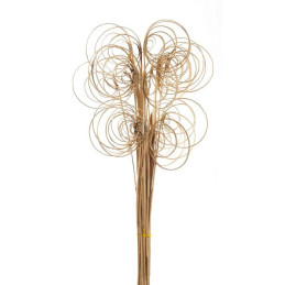 Cane coil naturalny (25szt-pacz)-susz..60cm