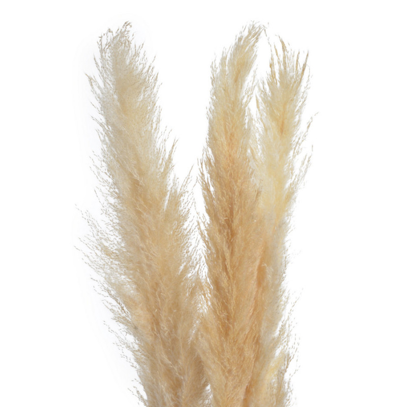 Trawa pampasowa 3szt/pacz...CREAM..100-115cm