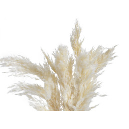 Trawa pampasowa 6szt/paczka 65-75cm WHITE - susz dekoracyjny