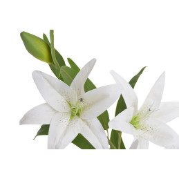 Lilia x3 100cm - sztuczna roślina